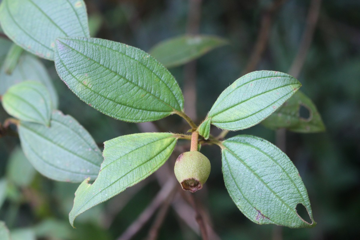 Melastoma sp.